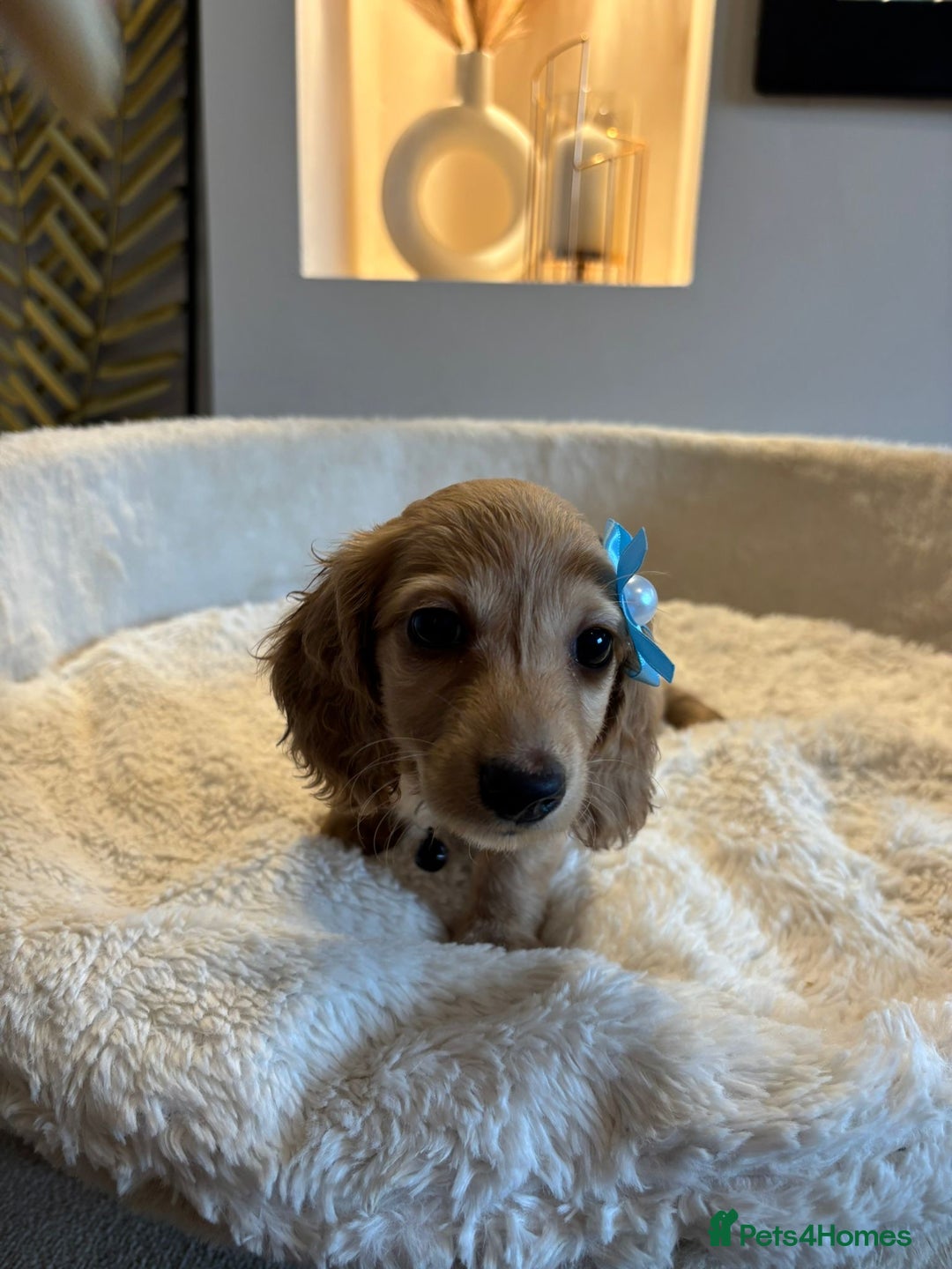 Miniature Dachshund dogs for sale: Long hair cream mini dachshund puppies 30th july in Liverpool - Image 13