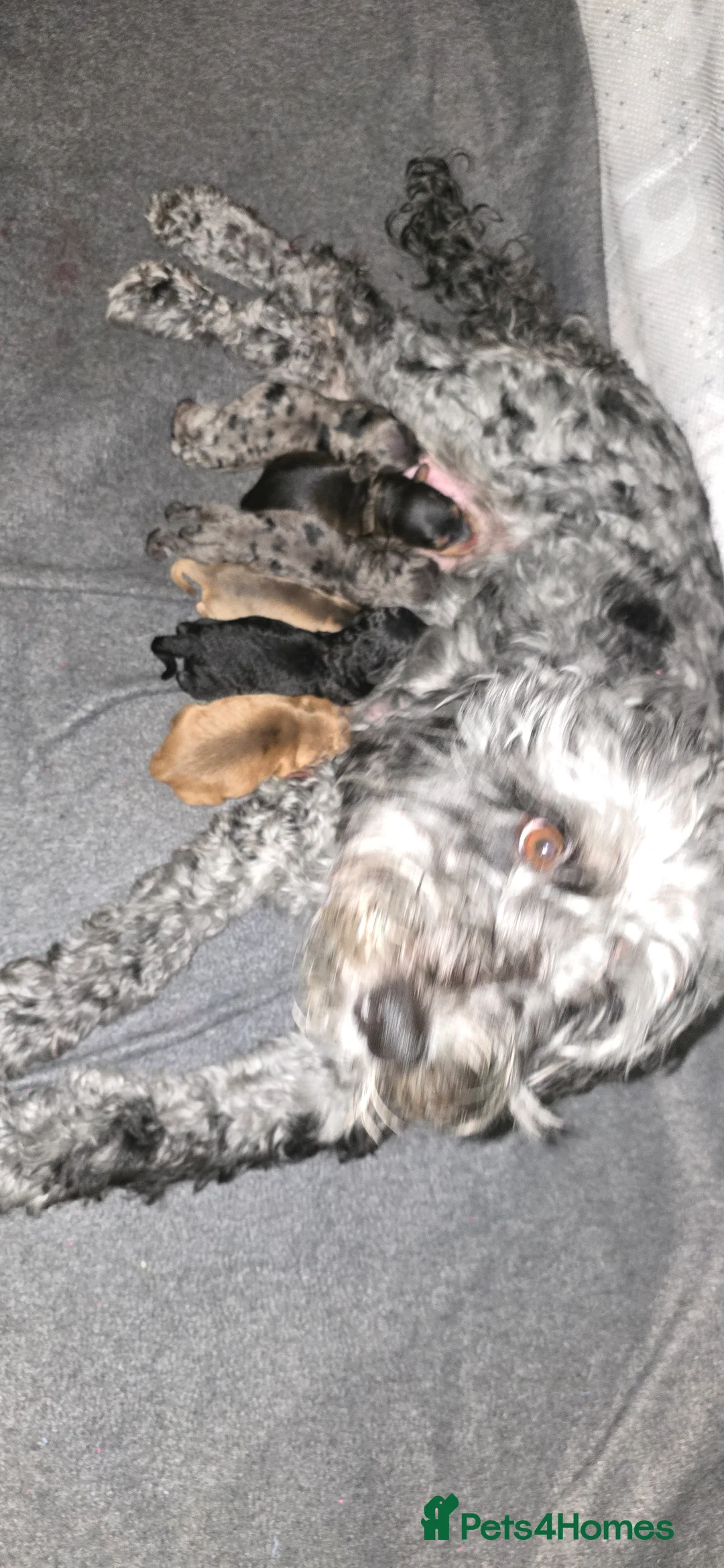 Toy Poodle dogs for stud: toy poodle short notice DNA  tested clear PRA £125 in Nottingham - Advert 21