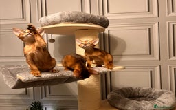 Abyssinian cats for sale: TICA champion line Abyssinian kittens  - Image 32