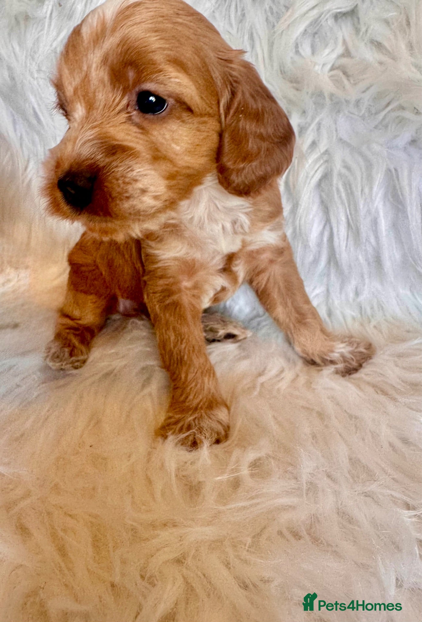 Cockapoo dogs STUNNING DARK RED, APRICOT, BLACK COCKAPOO PUPPIES - Advert 2