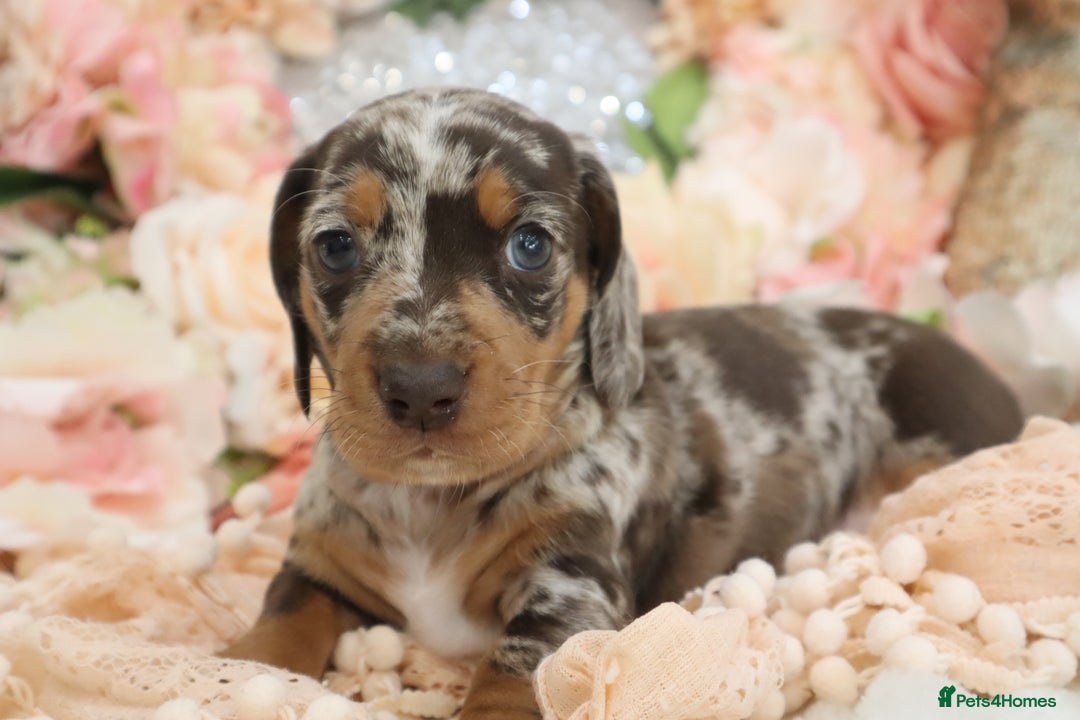 Miniature Dachshund dogs for sale: KC Registered Miniature Dachshund Puppies - Image 15