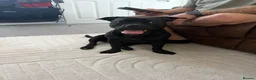 Mixed Breed dogs for sale: 10 months staffy/frenchie  in Doncaster - Advert 2