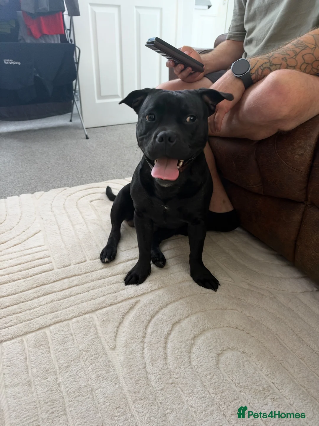 Mixed Breed dogs for sale: 10 months staffy/frenchie  in Doncaster - Advert 2