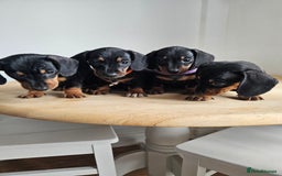 Miniature Dachshund dogs for sale: PRA CLEAR GORGEOUS MIN DACHSHUNDS  - Image 5