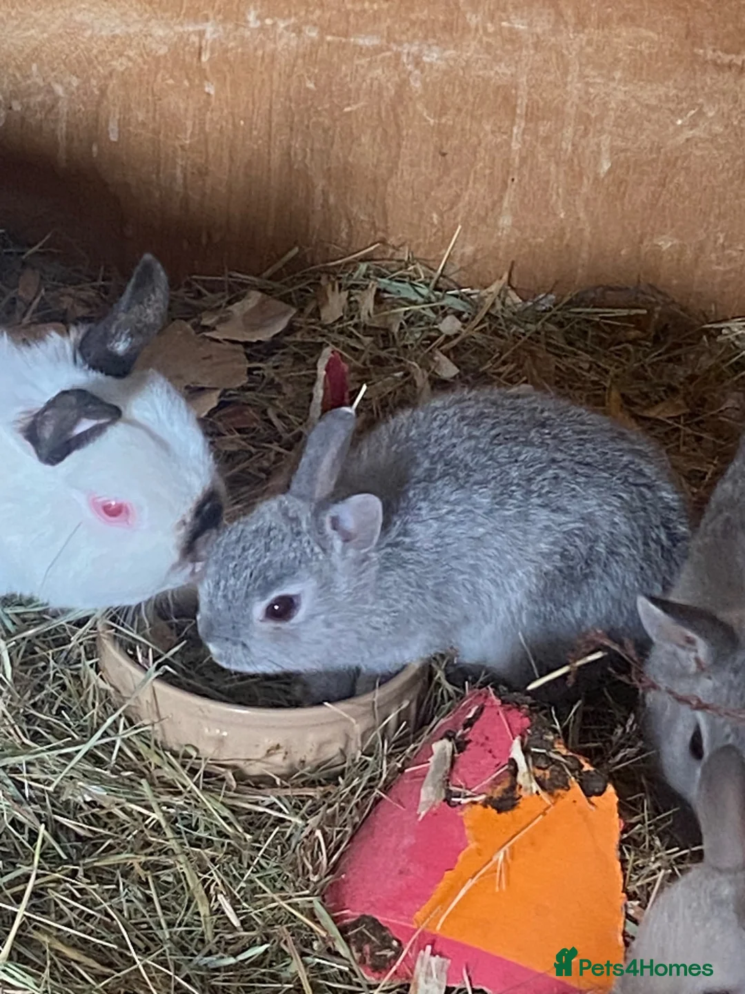 Netherland Dwarf rabbits for sale: Gorgeous Netherland Dwarf baby boys - Advert 2