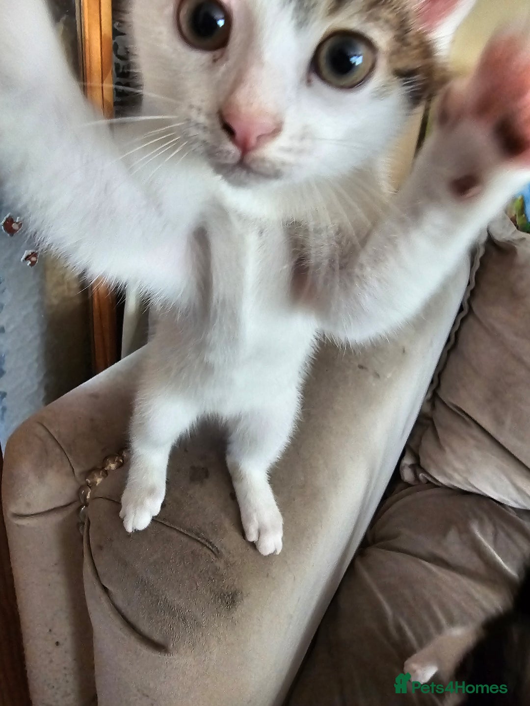 Mixed Breed cats for sale: 4 beautiful kittens - Image 1