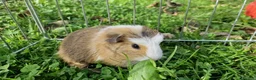 Guinea Pig rodents for sale: California x male 6m and baby boy - Advert 4