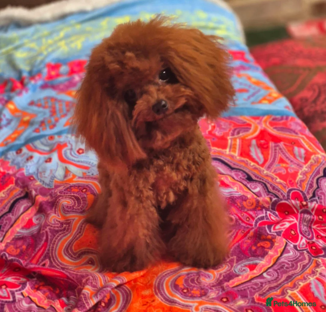 Toy Poodle dogs for stud: Amazing Small Red Asian Poodle FOR STUD ONLY - Advert 3