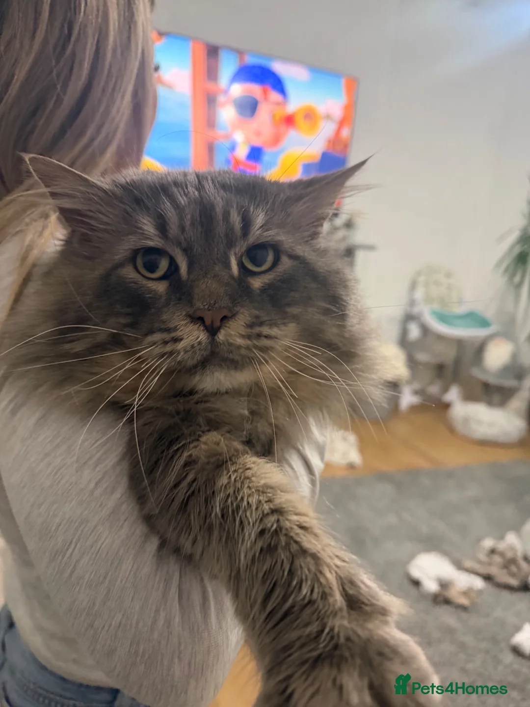 Maine Coon cats for sale: 2 Beautiful Maine Coon Kittens Ready Now  - Advert 2