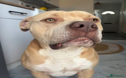 Mixed Breed dogs for sale: American bull dog mix - Image 1