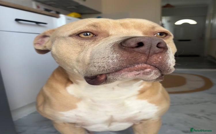 Mixed Breed dogs - Advert 1
