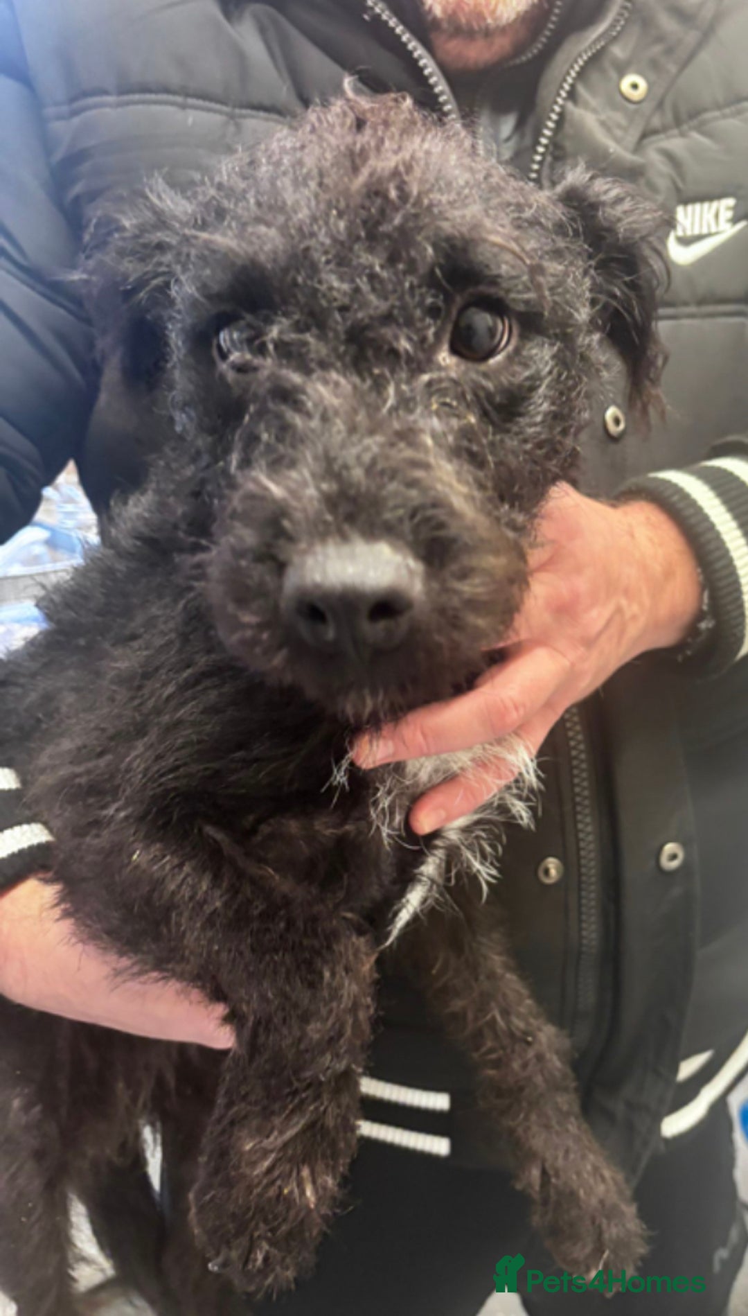 Patterjack dogs for sale: Patterjacks  - Advert 3