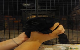 Staffordshire Bull Terrier dogs for sale: *2 left* Stunning Chunky KC Staffy Pups - Image 4