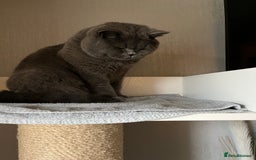 British Shorthair cats for sale: Teddy  - Image 2