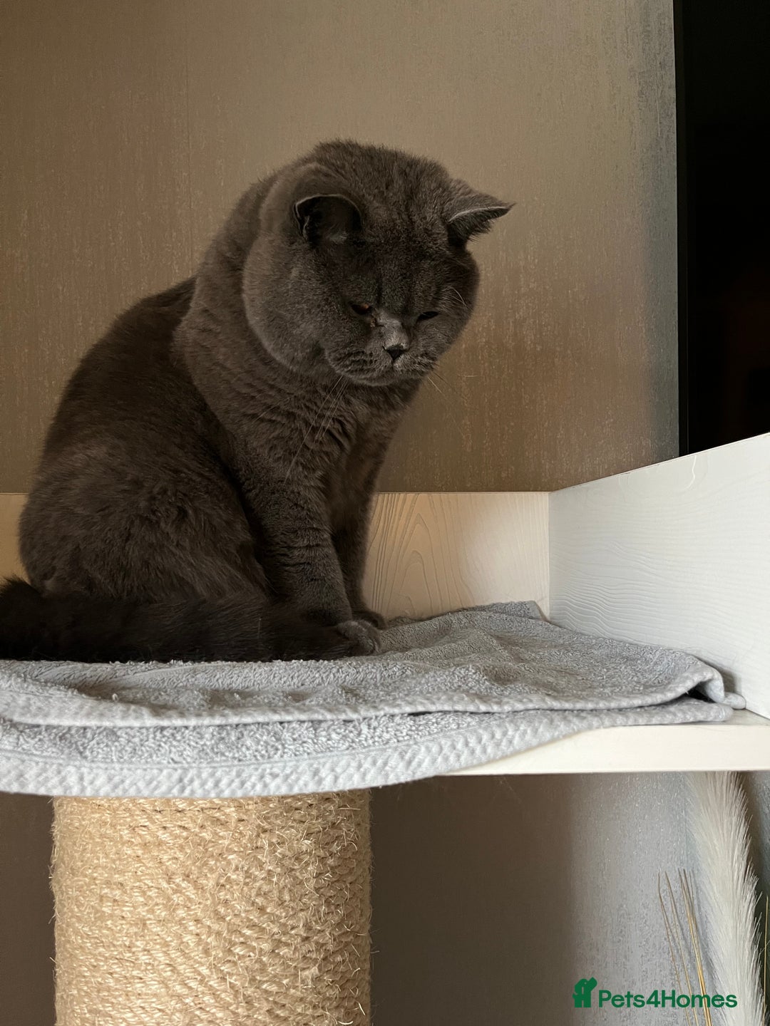British Shorthair cats for sale: Teddy  - Image 2