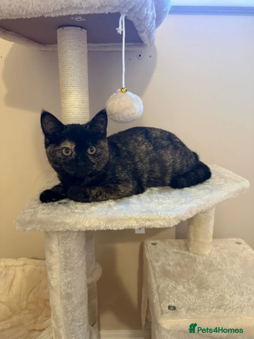 British Shorthair cats for sale: Pebbles BSH female  - Advert 4