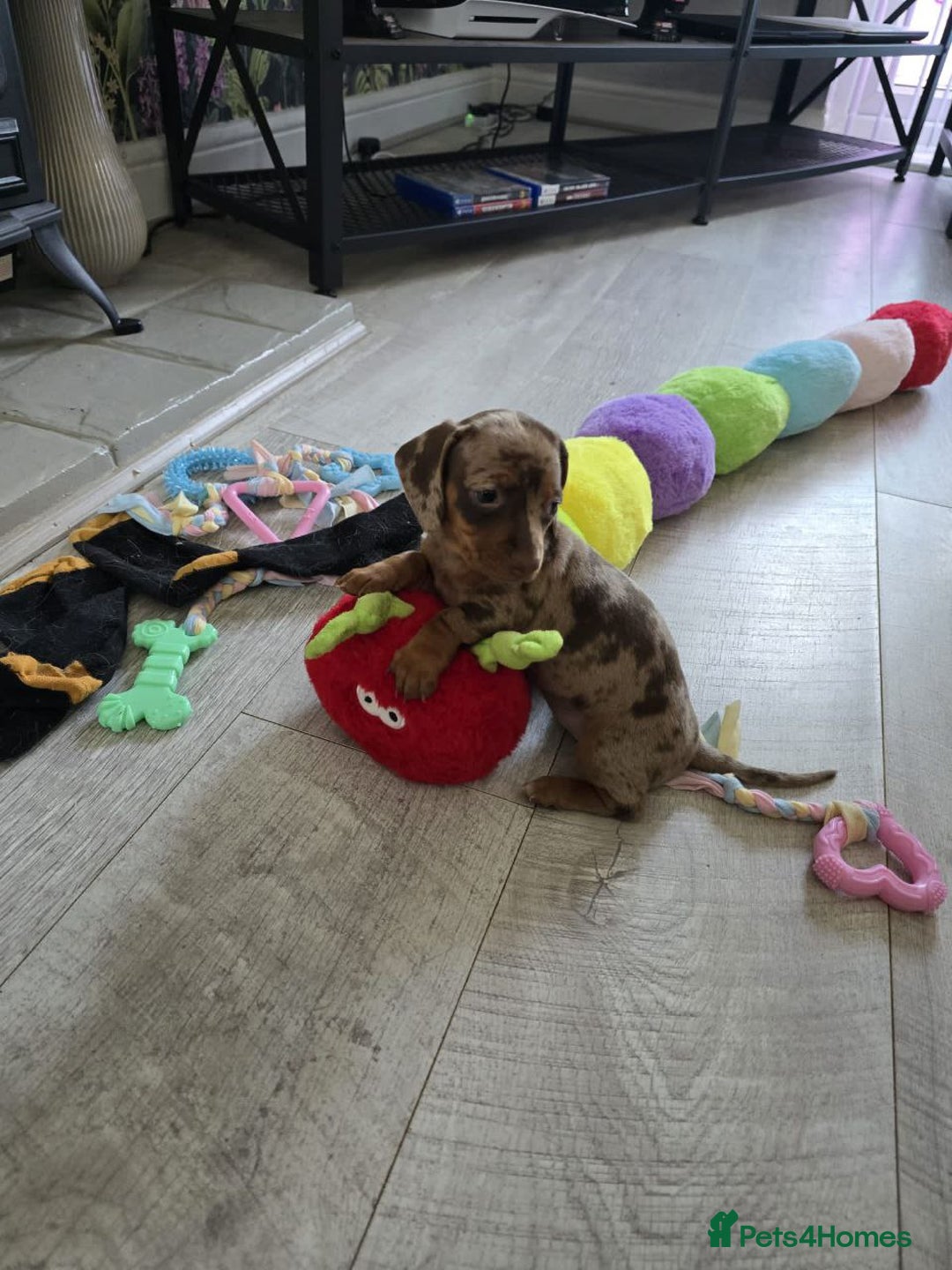 Miniature Dachshund dogs for sale: LOVELY MINIATURE DACHSHUND PUPPIES  - Image 6