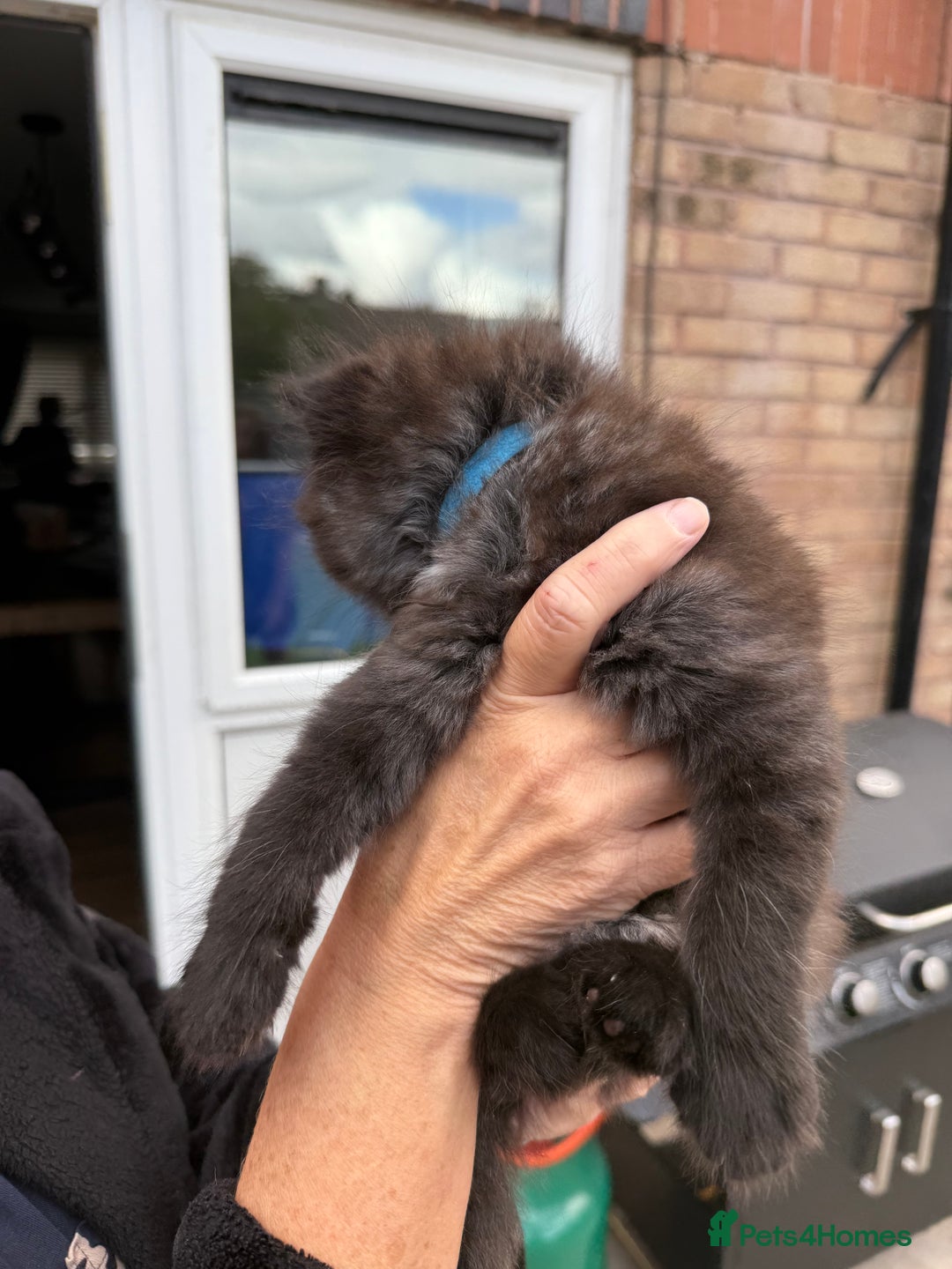 Ragdoll cats for sale: Ragdoll x English shorthair  - Image 3