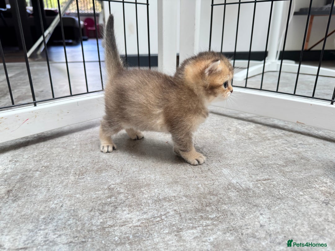 British Shorthair cats for sale: ✨🐾 Soft & Adorable Golden White Blue Kitten 🐾✨ - Image 13
