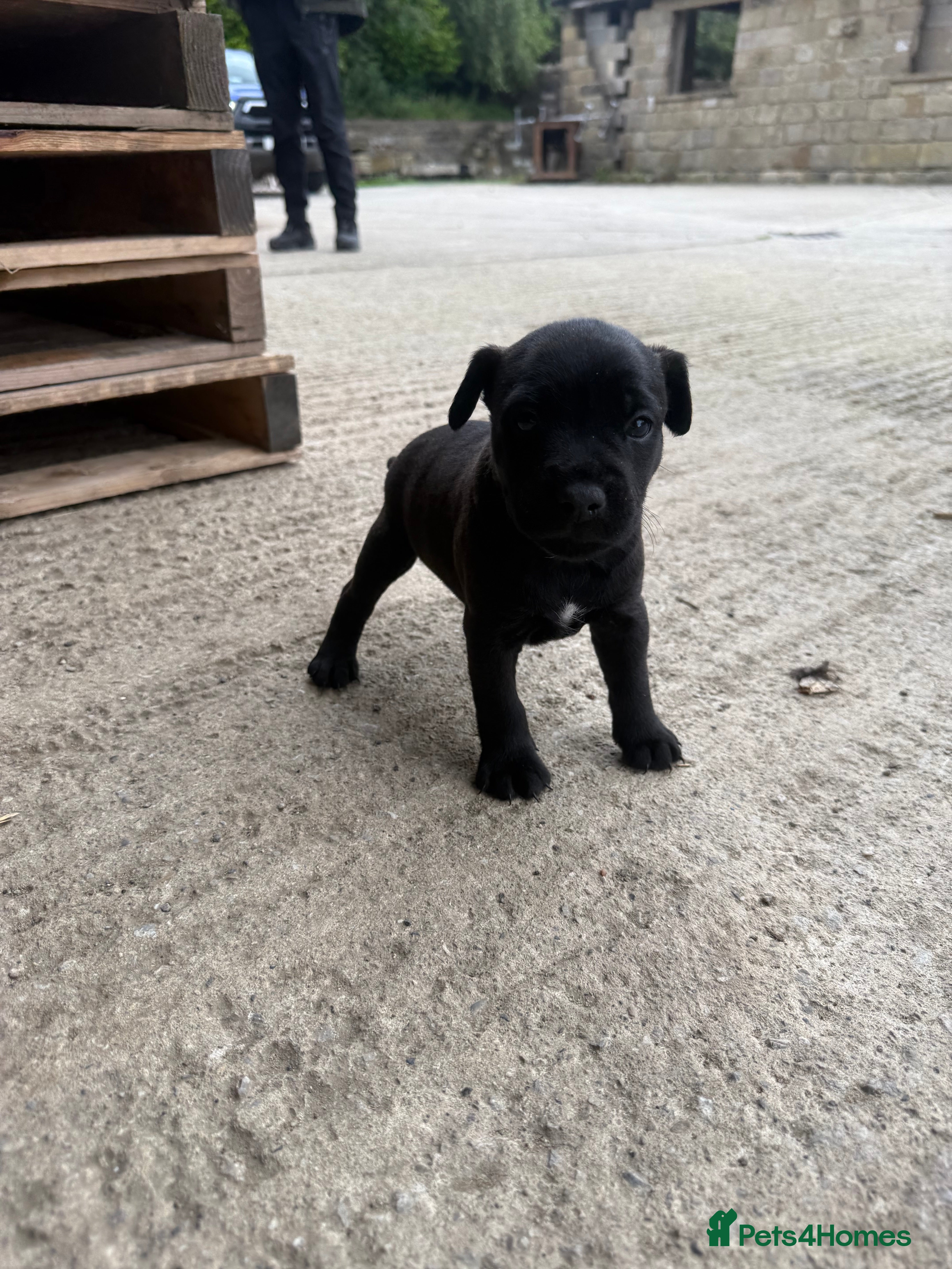 Patterdale Terrier dogs Patterdale Puppies - Advert 2