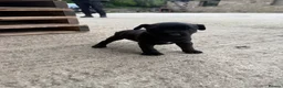 Patterdale Terrier dogs for sale: Patterdale Puppies - Advert 11