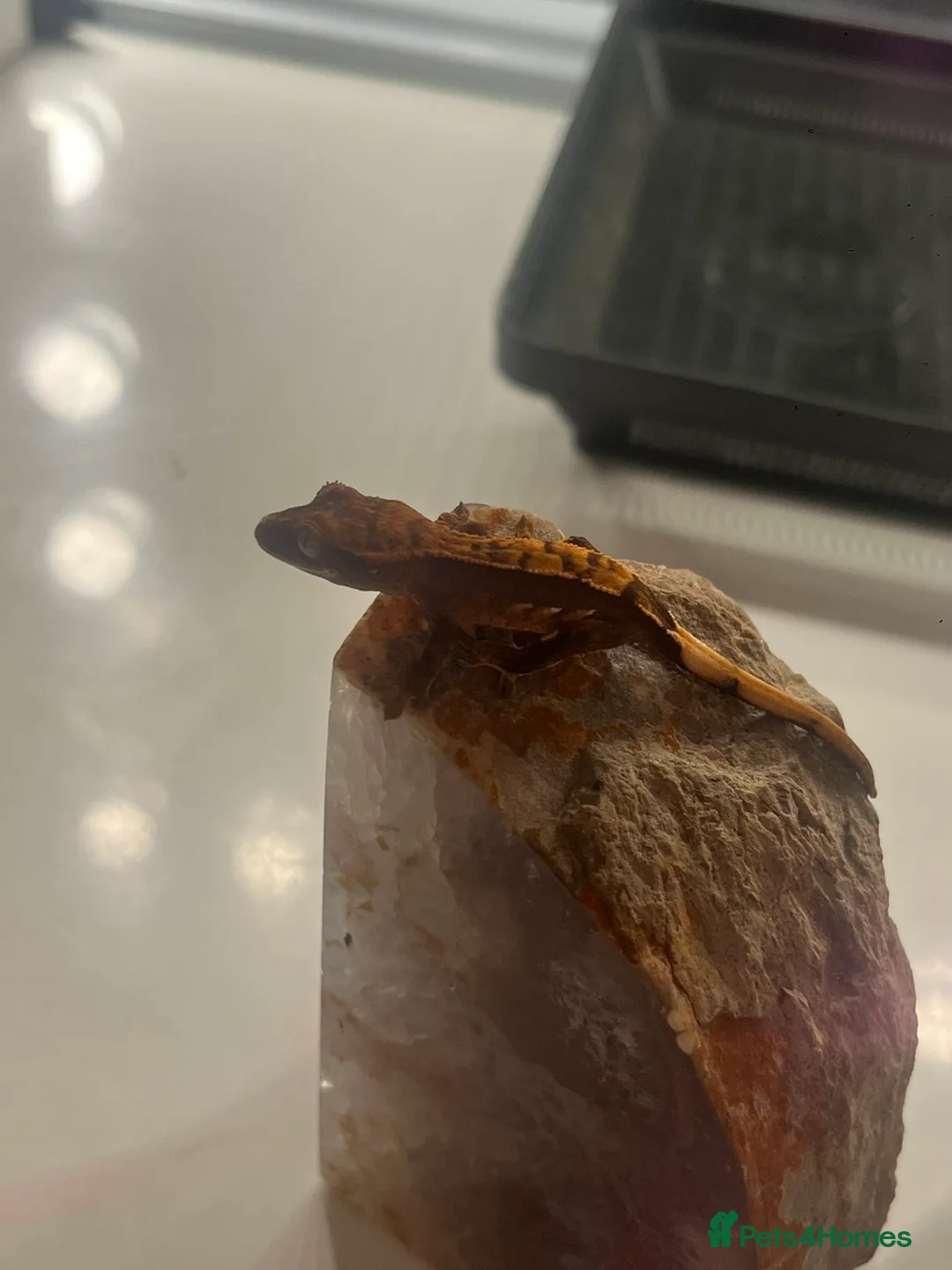 Gecko reptiles for sale: Stunning baby crested geckos - Advert 2