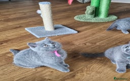 British Shorthair cats for sale: GCCF BSH Blue pedigree kittens for sale - Image 16