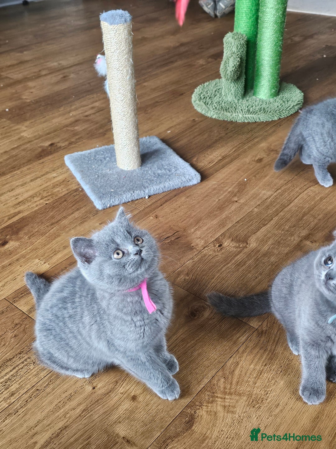 British Shorthair cats for sale: GCCF BSH Blue pedigree kittens for sale - Image 16