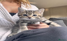 Scottish Fold cats for sale: Scottish straight x Bengal x Tabby  - Image 3