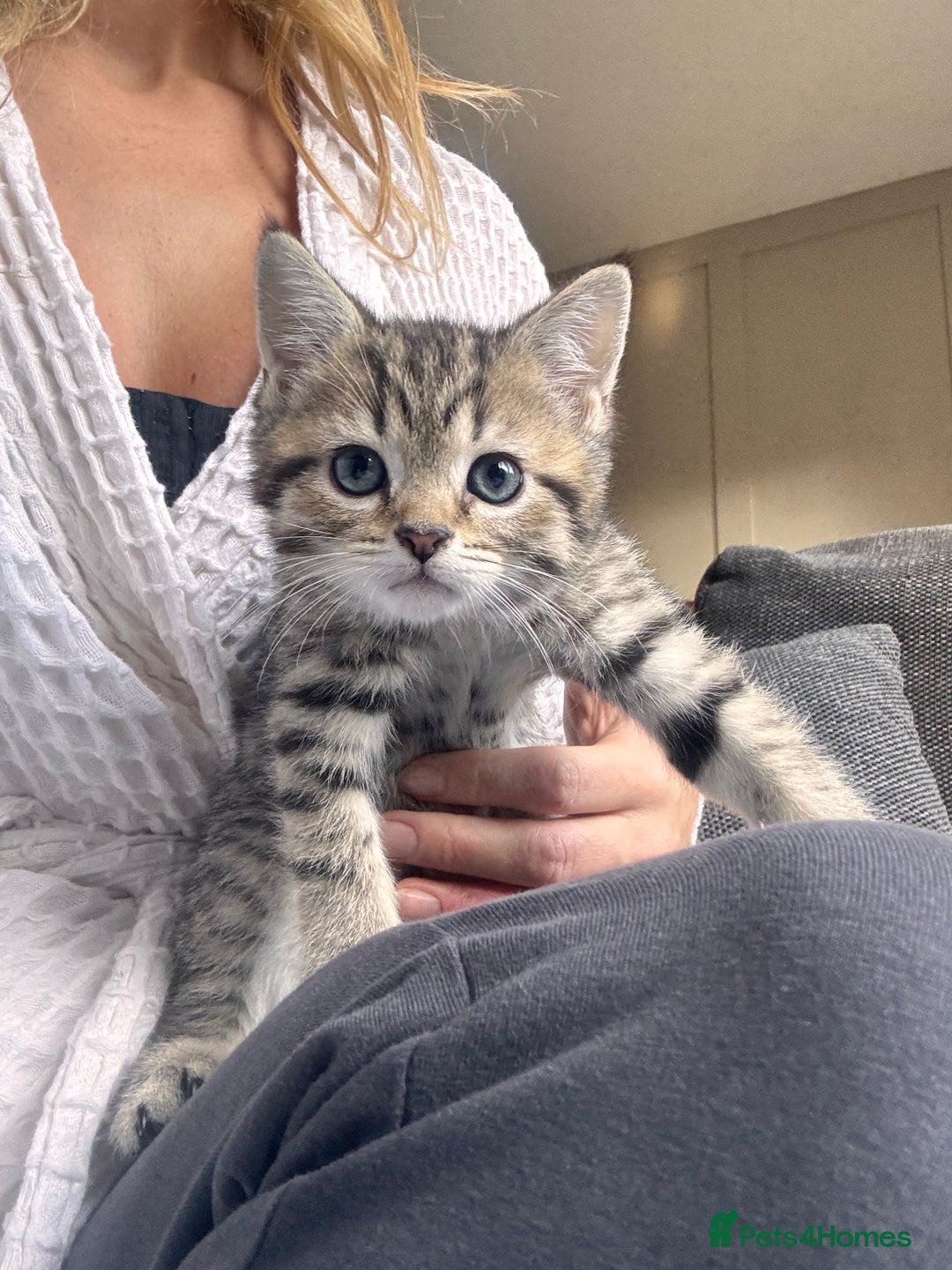 Scottish Fold cats for sale: Scottish straight x Bengal x Tabby  - Image 3