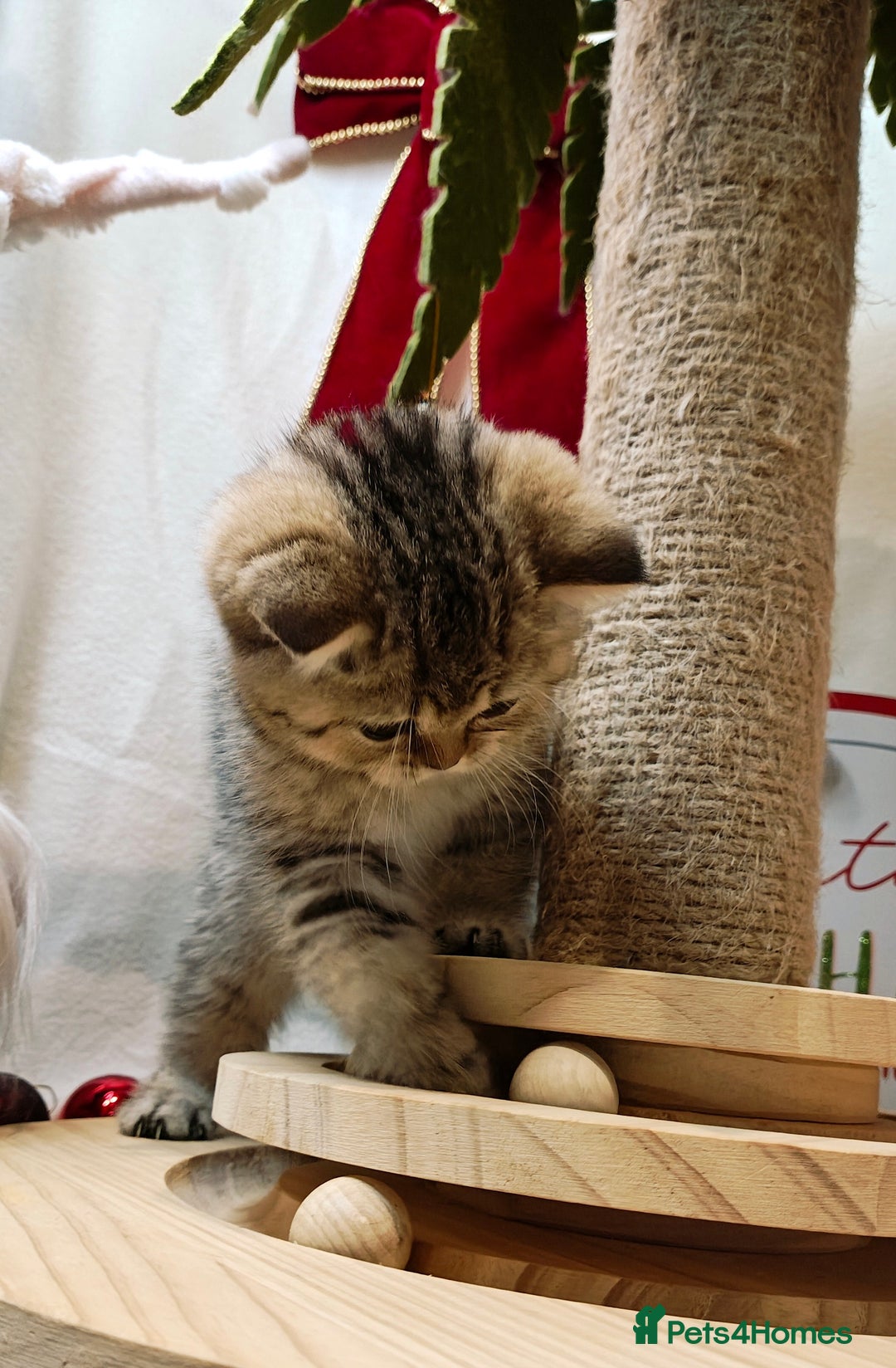 British Shorthair cats for sale: Blue golden girl Tica registered  - Advert 14