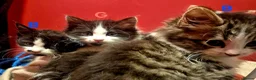 Mixed Breed cats for sale: British blue x Maine coon x domestic short hair  - Advert 13