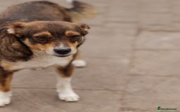 Mixed Breed dogs for adoption: 💙🐶 CHICO 🐶💙 - Image 8