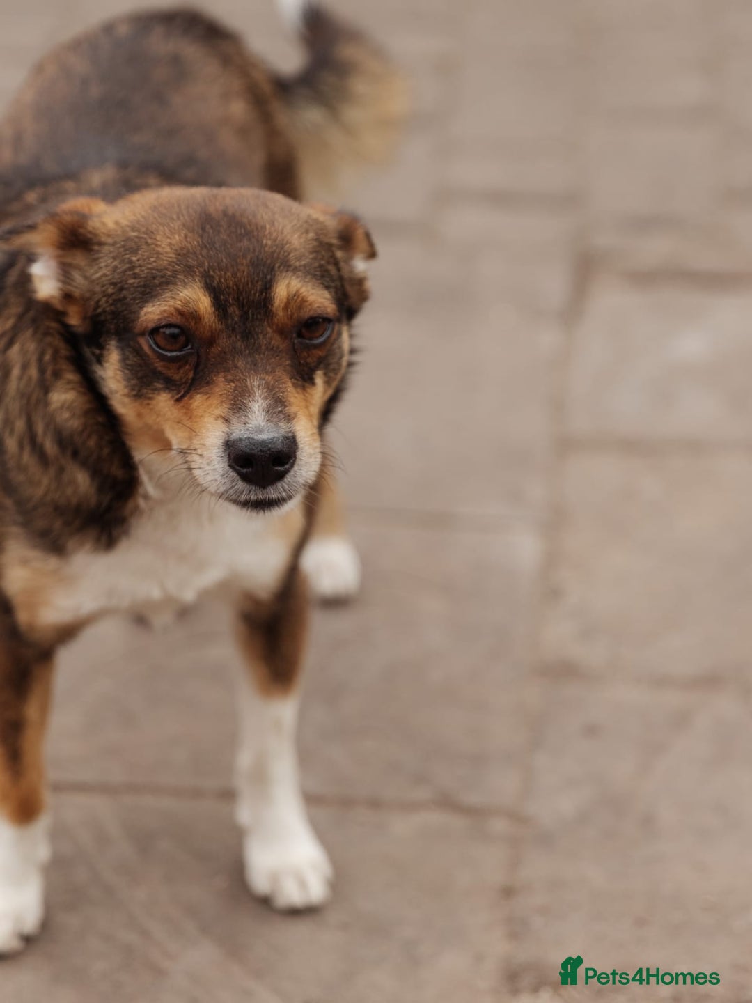 Mixed Breed dogs for adoption: 💙🐶 CHICO 🐶💙 - Image 8