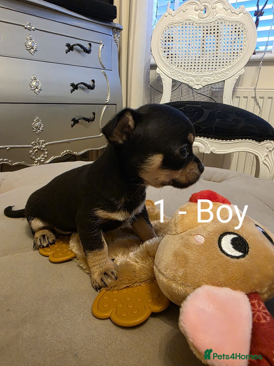Chihuahua dogs for sale: 4 Chihuahua Puppies - Advert 6