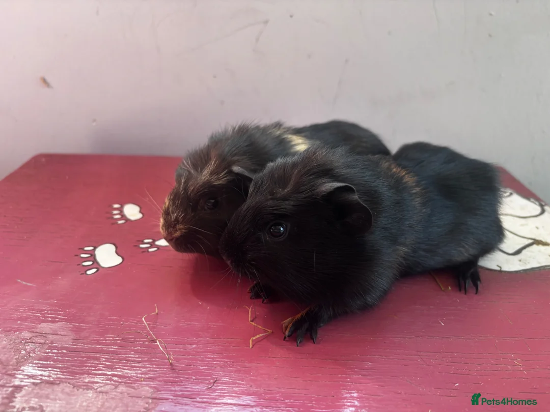 Guinea Pig rodents for sale: All sow guinea pigs  - Advert 3
