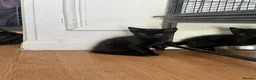 Mixed Breed cats for sale: 2 black kittens for sale £30 each - Advert 2