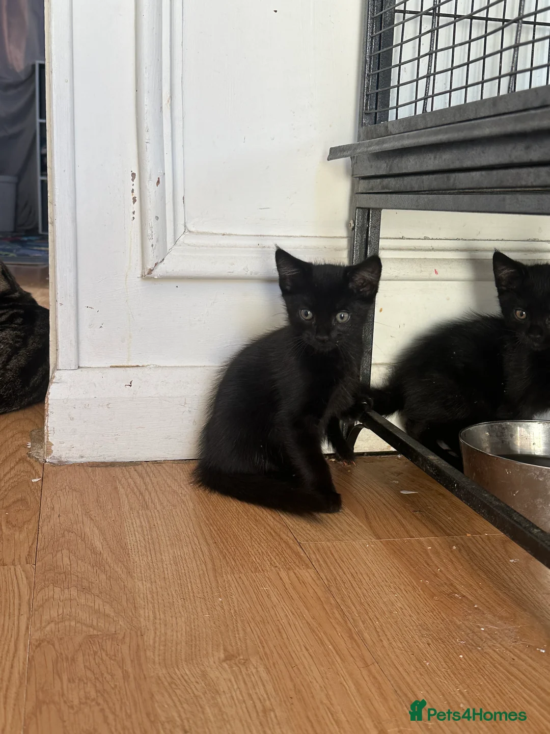 Mixed Breed cats for sale: 2 black kittens for sale £30 each - Advert 2