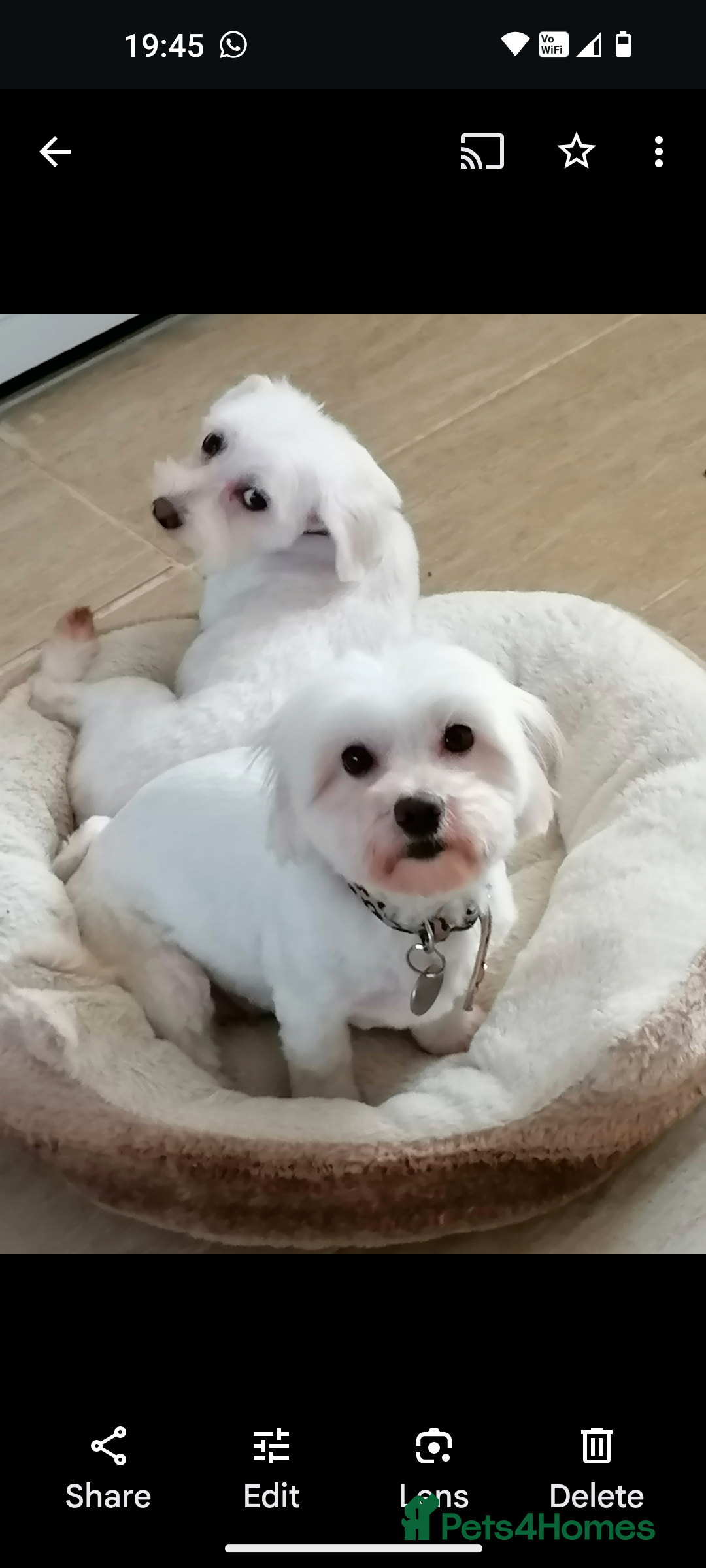 Maltipoo dogs for sale: Maltipoo puppies looking new families 🤍 - Advert 3