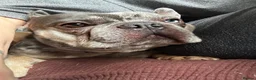 French Bulldog dogs for sale: The sweetest gentlest handsome lilac merle boy - Advert 2