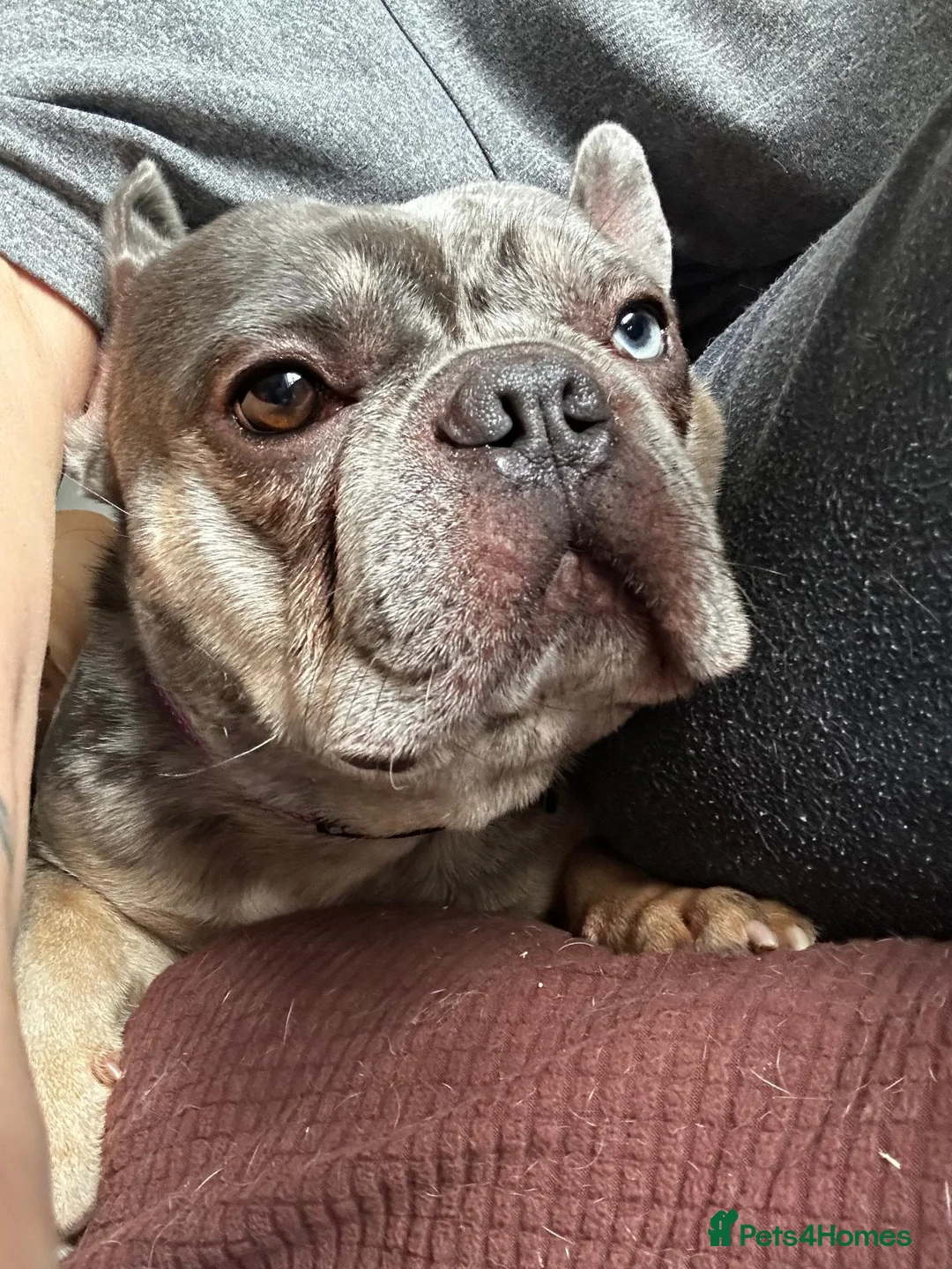 French Bulldog dogs for sale: The sweetest gentlest handsome lilac merle boy - Advert 2