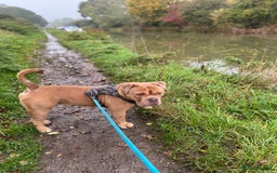 Old Tyme Bulldog dogs for sale: 2 year old old tyme Bruno  - Image 7