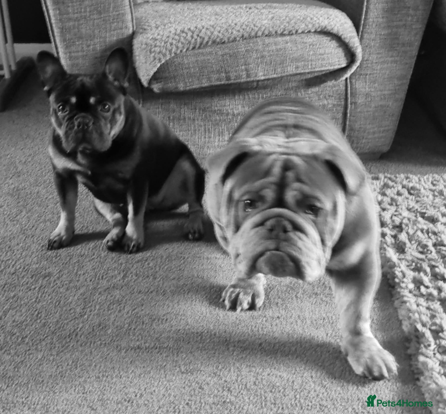 Mixed Breed dogs French bulldog puppys - Advert 17