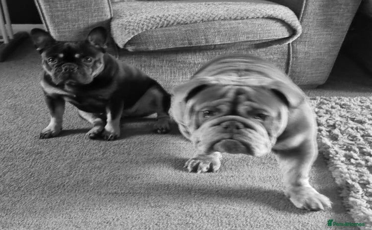 Mixed Breed dogs French bulldog puppys - Advert 1