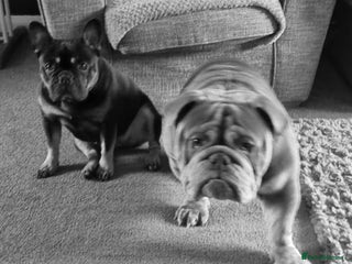 Mixed Breed dogs French bulldog puppys - Advert 2