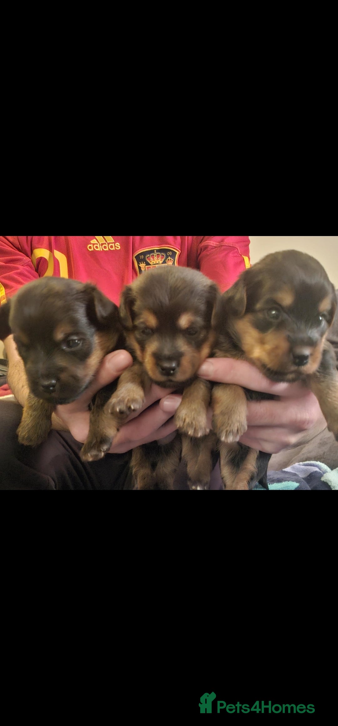 Yorkshire Terrier dogs for sale: 3 beautiful Yorkshire terriers  - Image 2