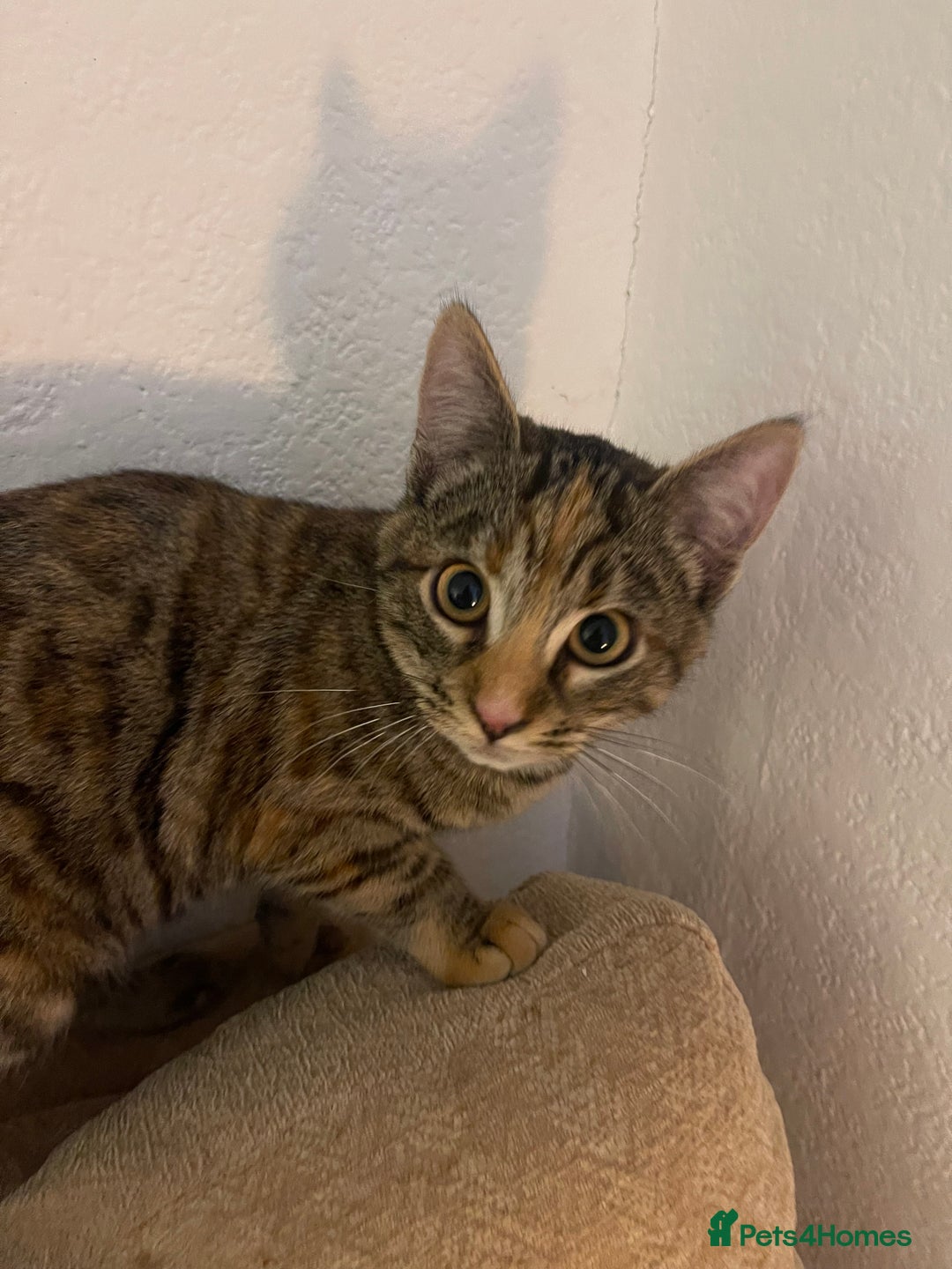 Mixed Breed cats for sale: Mixed bengal kitten - Advert 2