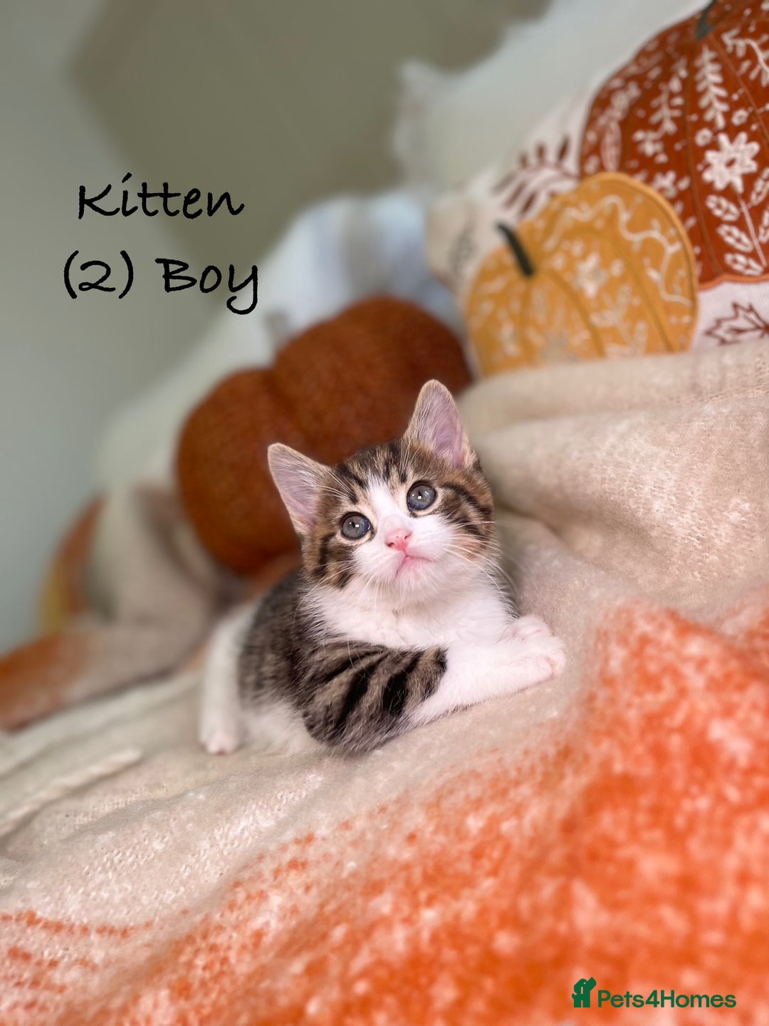 Mixed Breed cats for sale: Stunning kittens 8 weeks old ready now  - Image 6