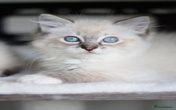 Ragdoll cats for sale: Chunky Ragdoll kittens ready now  - Image 9