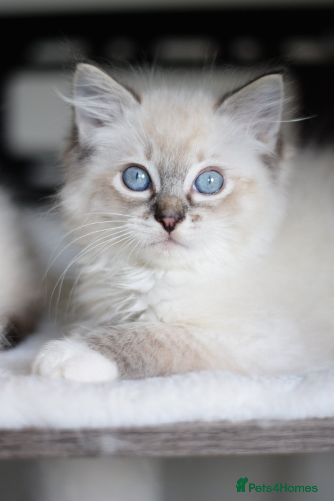 Ragdoll cats for sale: Chunky Ragdoll kittens ready now  - Image 9